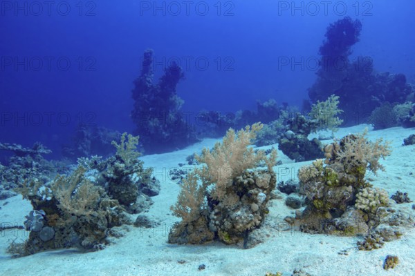 A rich underwater scene featuring a sandy bottom flanked by vibrant coral formations and black,