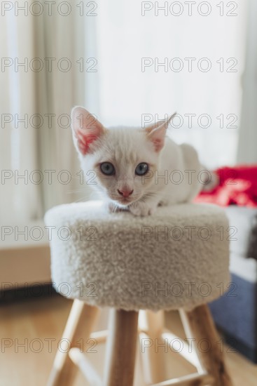 A delightful white kitten with blue eyes relaxes on a cozy wooden stool, basking in the warm light