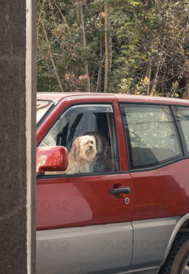 A curious dog peers out of the window of a red parked car, surrounded by a lush, natural backdrop