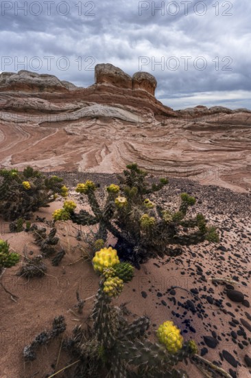 A scenic image capturing vivid yellow desert cactus contrasting with the intricate red and white