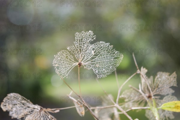 Close up of intricate, dried skeleton leaves with fine veins against a softly blurred green