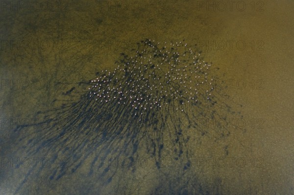 Aerial shot of birds at Toledo Lagoons, Spain. Greater flamingos create a stunning natural pattern