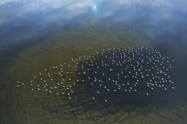 Aerial image showcases a large flock of Greater Flamingos at Toledo Lagoons, Spain. The serene,