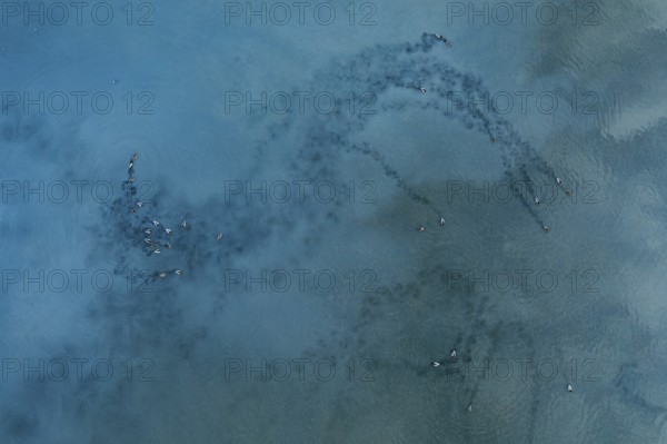Captivating aerial view of mallard ducks over the tranquil waters of Toledo Lagoons, Spain. Nature