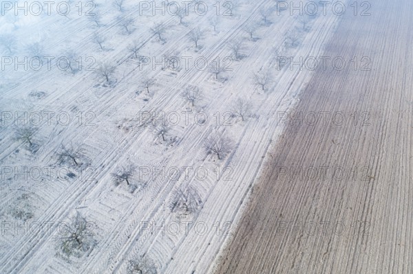 Aerial shot of an orchard near a lagoon in Toledo, Spain, with barren trees and parallel lines on