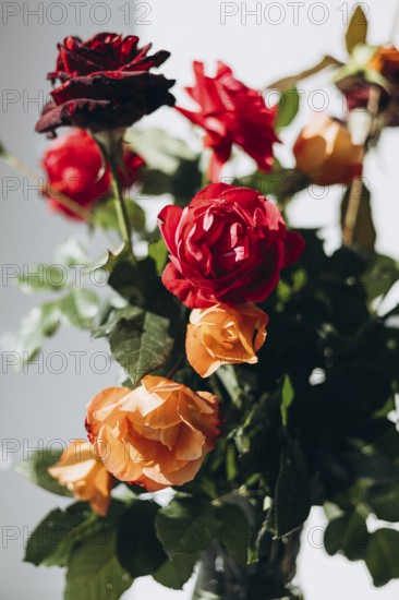 A beautiful bouquet of fresh red and orange roses with green leaves is captured in soft natural