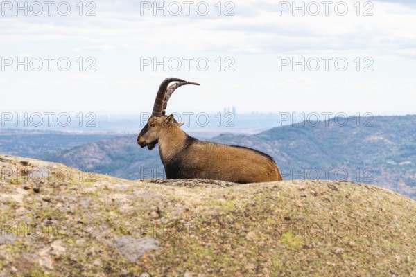 An adult Spanish ibex lounges on a rocky ledge in La Pedriza National Park, Madrid, with a
