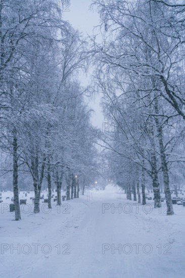 Discover a peaceful winter scene in Swedish Lapland, with snow-laden trees lining a quiet path,