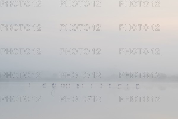 Greater flamingos stand gracefully in the mist at Toledo Lagoons, Spain. The serene morning
