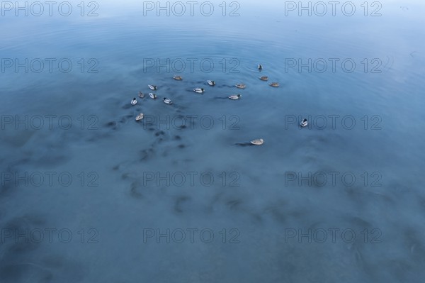 A peaceful view of mallards calmly floating on the clear, blue waters of Toledo Lagoons, Spain,