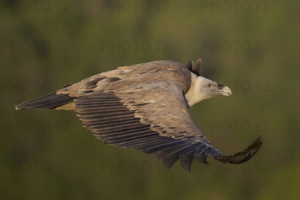 A close-up of a griffon vulture soaring against a soft, green backdrop Its detailed plumage and