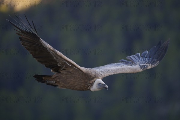 A griffon vulture gracefully soars through the skies of Alicante, Spain This majestic bird, with