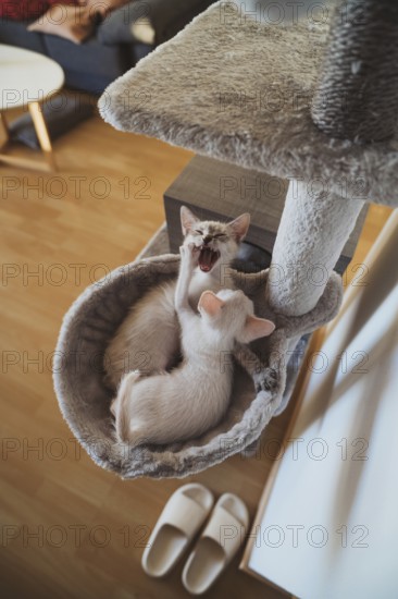Two playful kittens engage in a friendly tussle inside a cozy home cat bed