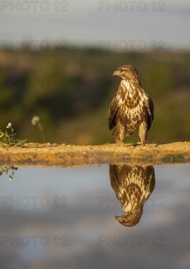 A majestic hawk, showcasing detailed brown and white plumage, perches solemnly above a mirror-like