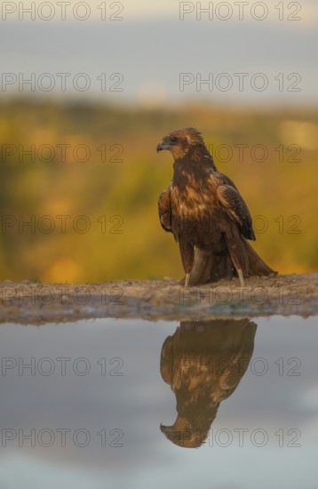 A stunning image capturing a majestic eagle sitting serenely beside the water, with its perfect