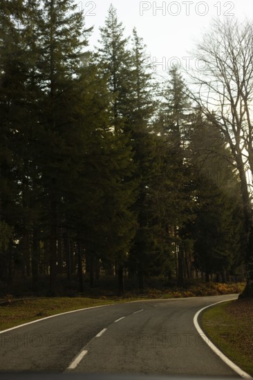 A peaceful road winds through tall evergreen trees in the soft morning light of autumn The serene