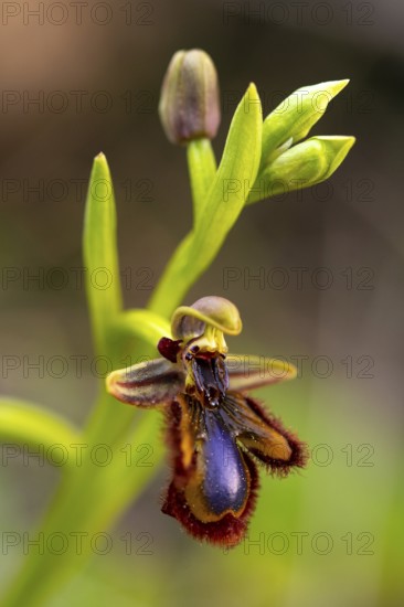 A vibrant close up of a bee orchid flower, showcasing its unique petal design and vivid colors.