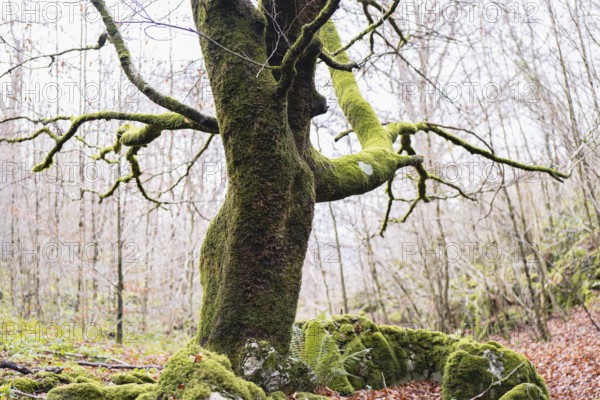A picturesque moss covered tree stands majestically in a magic forest, surrounded by fallen leaves.