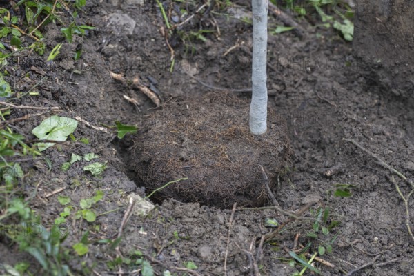A garden spade stands inserted in soil next to a freshly dug-up clump of earth containing exposed
