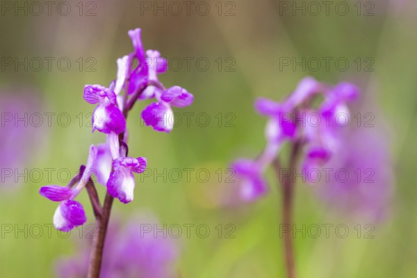 Delicate orchids in full bloom capture the essence of spring. A vibrant display of nature beauty