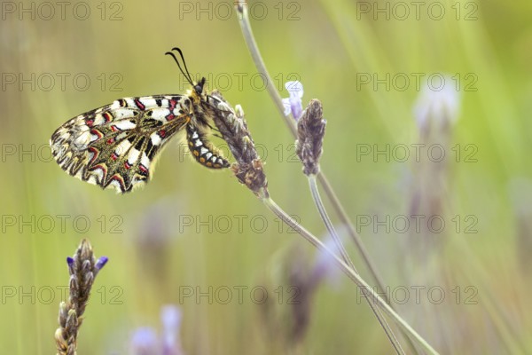 A close up shot of a butterfly perched on delicate orchid flowers. The colorful patterns on its