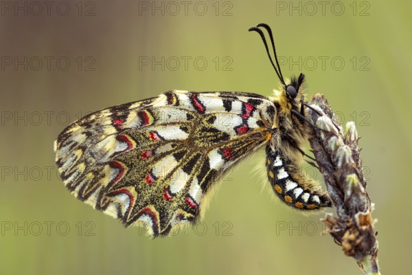 Stunning close up of a colorful butterfly with intricate patterns resting on a orchid. Captures the
