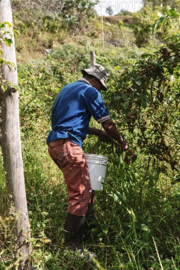 A farmer collects ripe blackberries in a lush Colombian field He wears casual work attire and holds