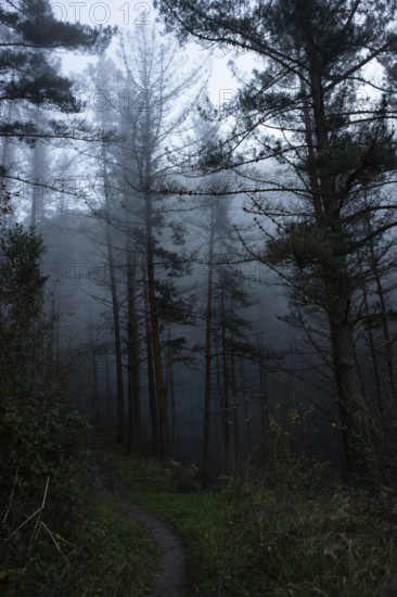 A serene forest pathway under misty evening skies. The tall, bare trees and dense fog create an