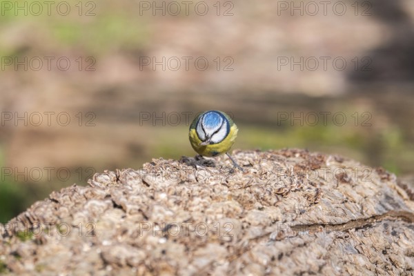 A vibrant Blue Tit showcases its colorful plumage while perched atop a textured log, set against a