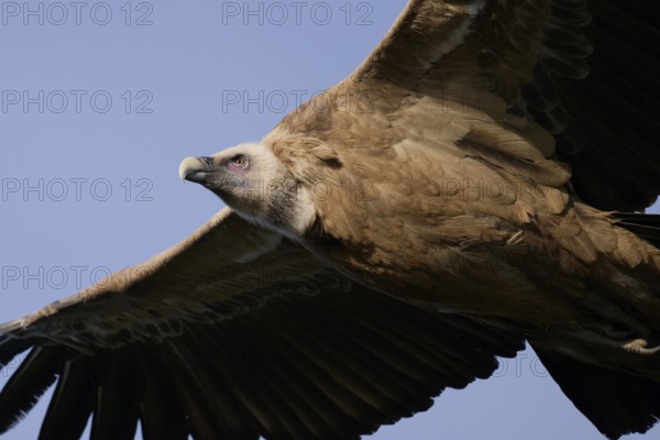 A detailed close-up of a griffon vulture in flight, highlighting its textured feathers, sharp beak,