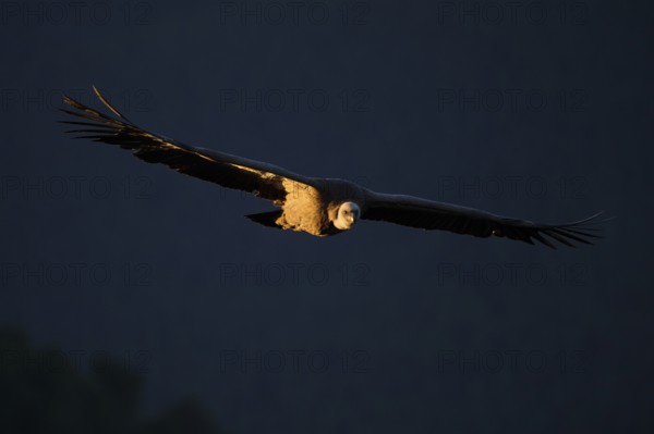 A majestic griffon vulture soaring with its expansive wings spread wide, highlighted by the soft