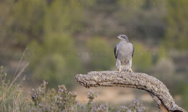 A majestic Northern Goshawk female perched on a weathered curved branch, set against a blurred