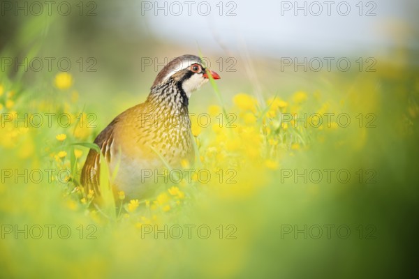 A red-legged partridge stands elegantly amidst vibrant yellow wildflowers in a lush green meadow,