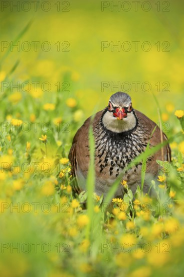 A red-legged partridge is observed in a lush meadow Its intricate plumage is highlighted against a