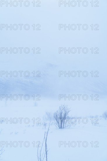 A serene, snow-covered landscape in Swedish Lapland. Frosty atmosphere and gentle mists create a