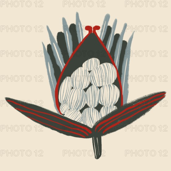 An artistic illustration of a protea flower, rendered in bold, contrasting colors with abstract,