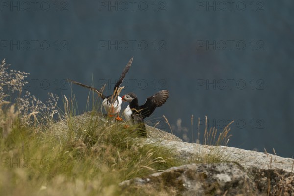 Two puffins, Fratercula arctica, perch on a rocky cliff in Norway, surrounded by lush grass and