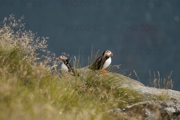 Two Atlantic puffins, Fratercula arctica, perched on a grassy, rocky cliff in Norway The image