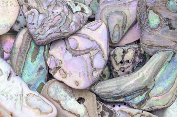 A detailed macro shot of abalone shell fragments in various shapes and sizes, showcasing their