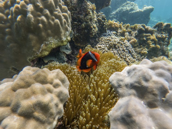 A vibrant clownfish navigates through the bustling underwater world of coral reefs, caught in a