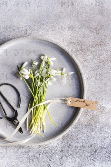 Top view of fresh spring snowdrops laid on a textured gray plate, accompanying old scissors and a