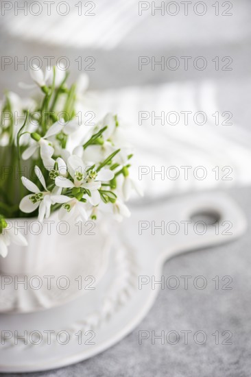 Fresh spring snowdrops in a white ceramic vase, elegantly displayed on a kitchen presentation board