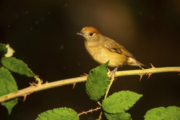 A female olive-crowned greenlet sits delicately on a thorny branch, surrounded by lush green leaves