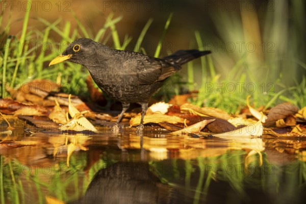 A solitary blackbird, Turdus merula, stands amidst fallen autumn leaves, reflecting quietly in the