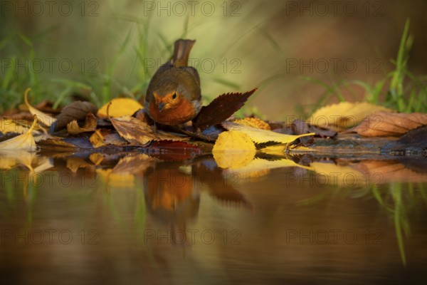 A European robin rests amidst colorful autumn leaves reflected in a serene water pool, capturing