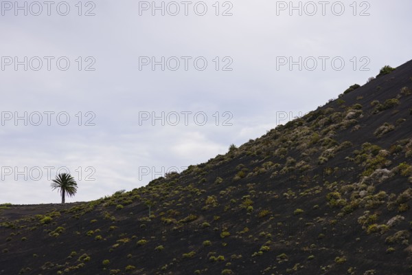 Volcanic hill with scattered vegetation and a lone palm tree at the top. The landscape conveys