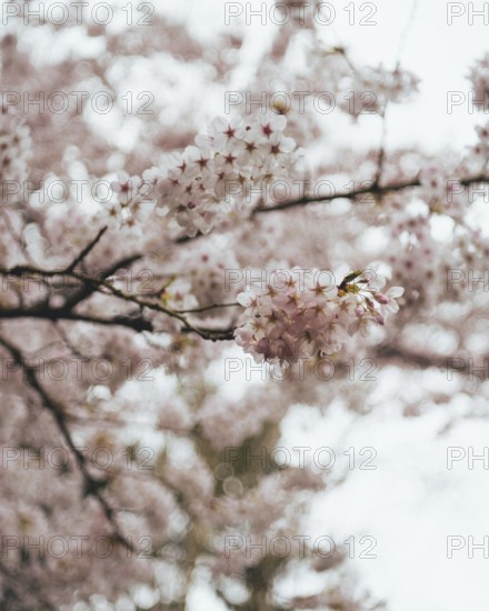 Close-up image of delicate pink cherry blossoms in bloom, set against a blurred floral background,