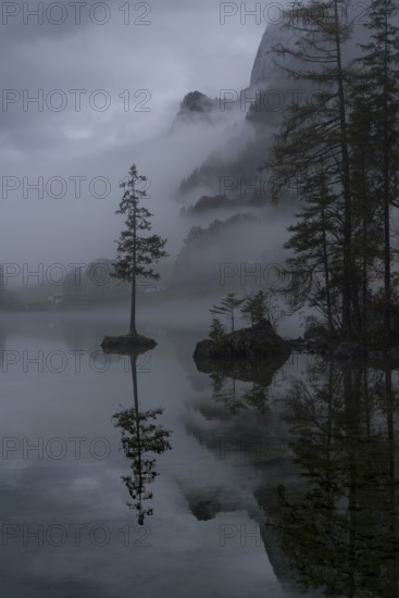 A moody and serene view of Hintersee Lake in the Bavarian Alps, shrouded in mist Lone trees on