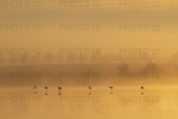Greater flamingos stand serenely in the misty Toledo Lagoons at sunrise. Soft light filters through