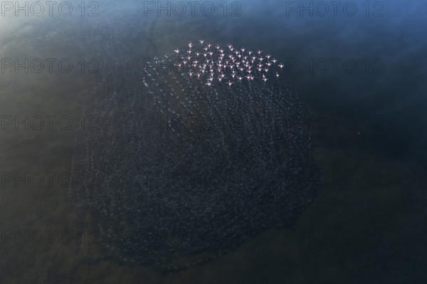 An aerial view captures a flock of greater flamingos gracefully moving across the Toledo Lagoons in